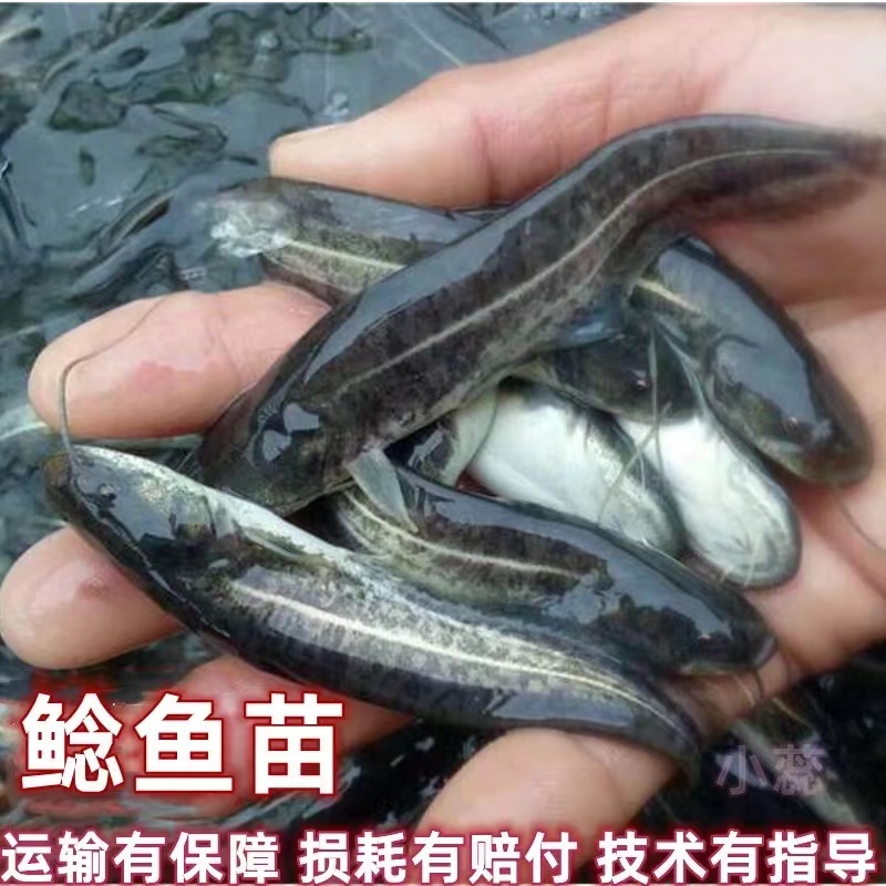 【精选好苗】大口鲶鱼苗正宗活体基地直发源头保证成活量大