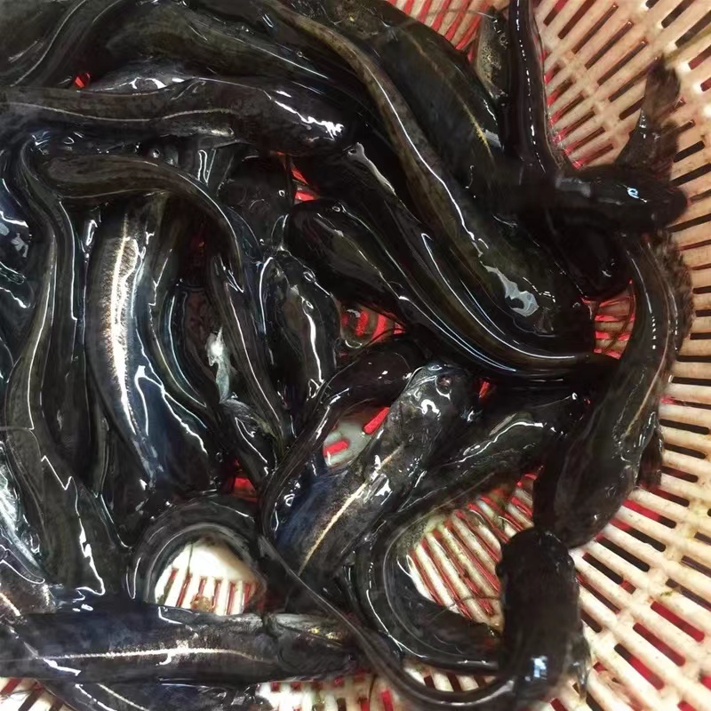 【精选好苗】大口鲶鱼苗正宗活体基地直发源头保证成活量大