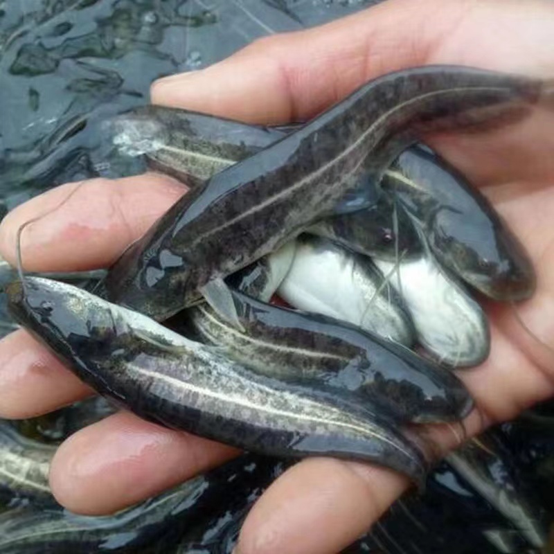 【精选好苗】大口鲶鱼苗正宗活体基地直发源头保证成活量大
