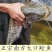 【精选好苗】大口鲶鱼苗正宗活体基地直发源头保证成活量大