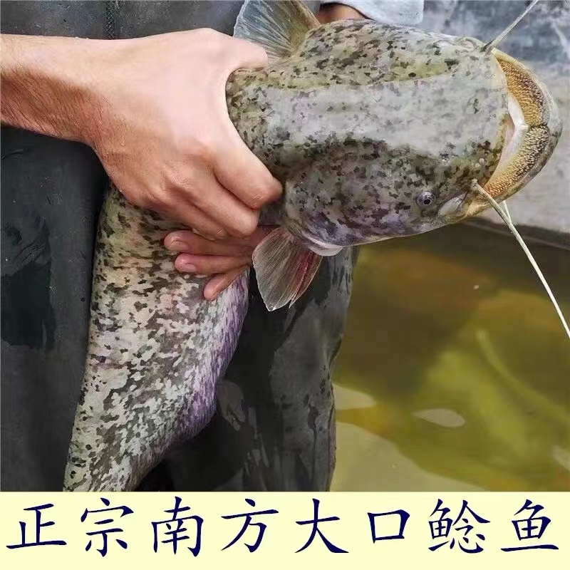 【精选好苗】大口鲶鱼苗正宗活体基地直发源头保证成活量大