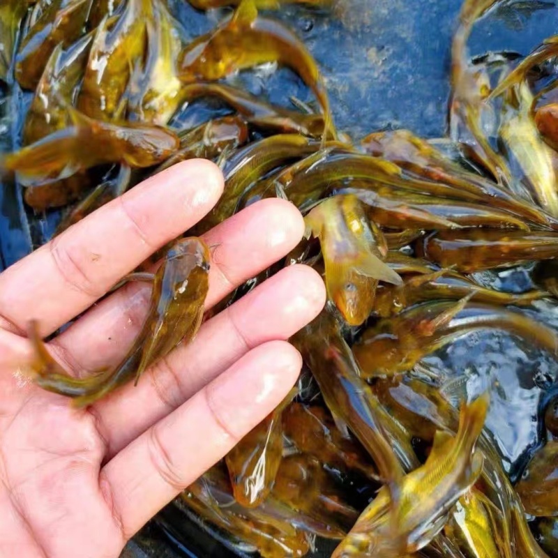 【精选好苗】大口鲶鱼苗正宗活体基地直发源头保证成活量大