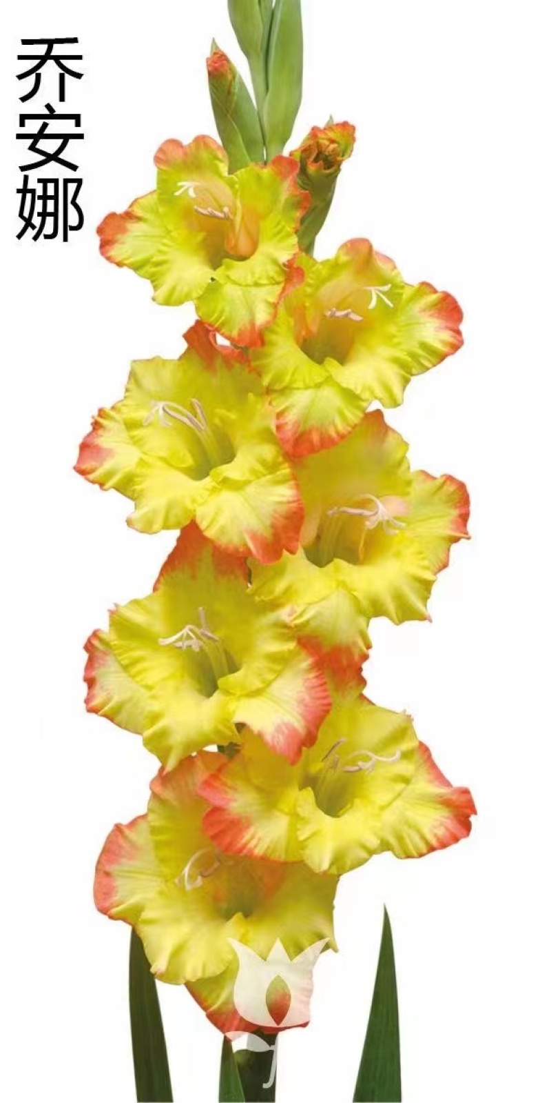 剑兰（唐菖蒲）荷兰进口种球价格便宜宜适合各种园艺使用