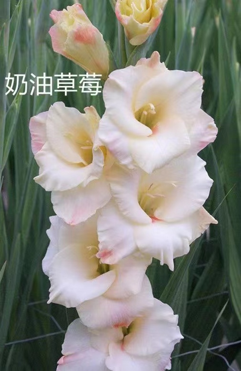 剑兰（唐菖蒲）荷兰进口种球价格便宜宜适合各种园艺使用