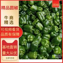 精品圆椒，山东青州实力代办，欢迎全国各地新老客户采购。