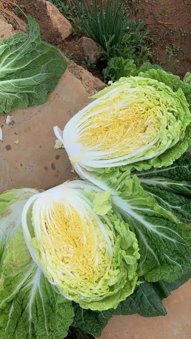 精品大白菜大量上市中，产地发货，品质保障，货源稳定