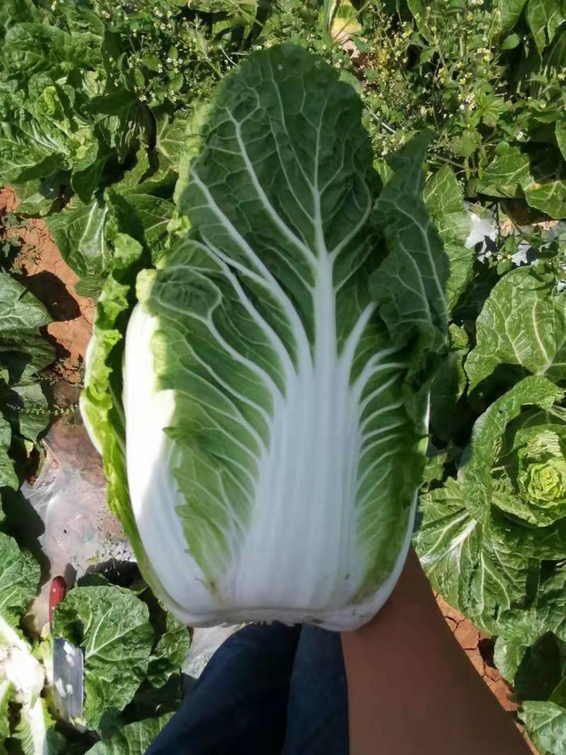 精品大白菜大量上市中，产地发货，品质保障，货源稳定