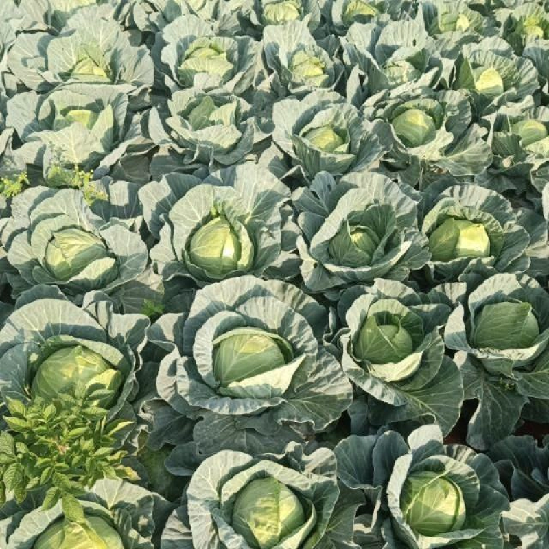 精品甘蓝色泽靓丽量大从优没有黑点清秀度好