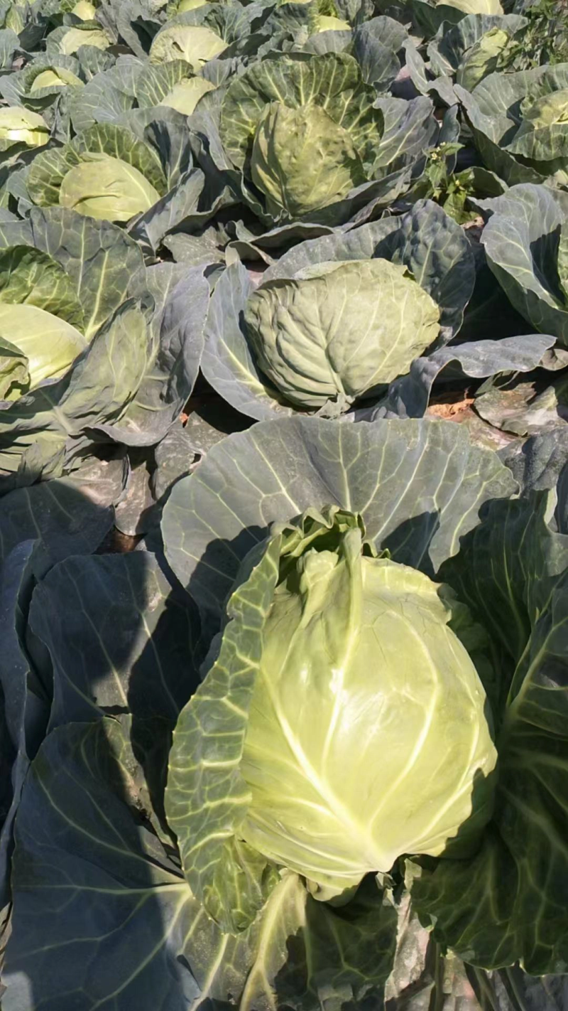 精品甘蓝色泽靓丽量大从优没有黑点清秀度好