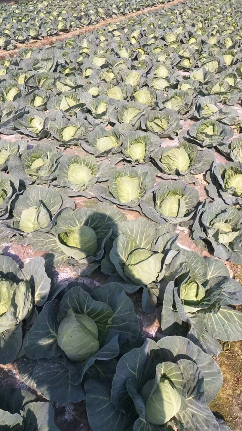 精品甘蓝色泽靓丽量大从优没有黑点清秀度好