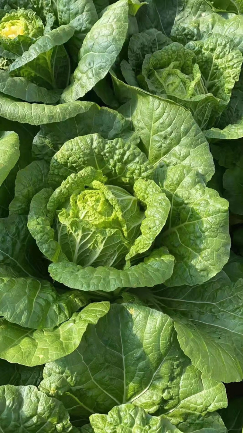 精品大白菜大量上市中，产地发货，品质保障，货源稳定