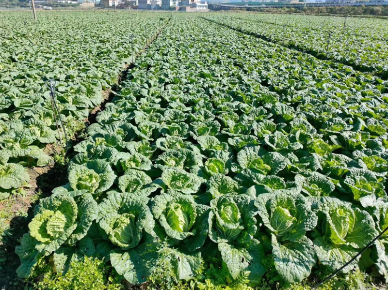 精品大白菜大量上市中，产地发货，品质保障，货源稳定