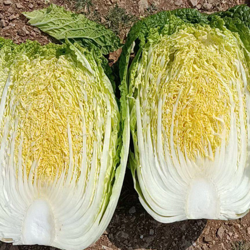 精品大白菜大量上市中，产地发货，品质保障，货源稳定