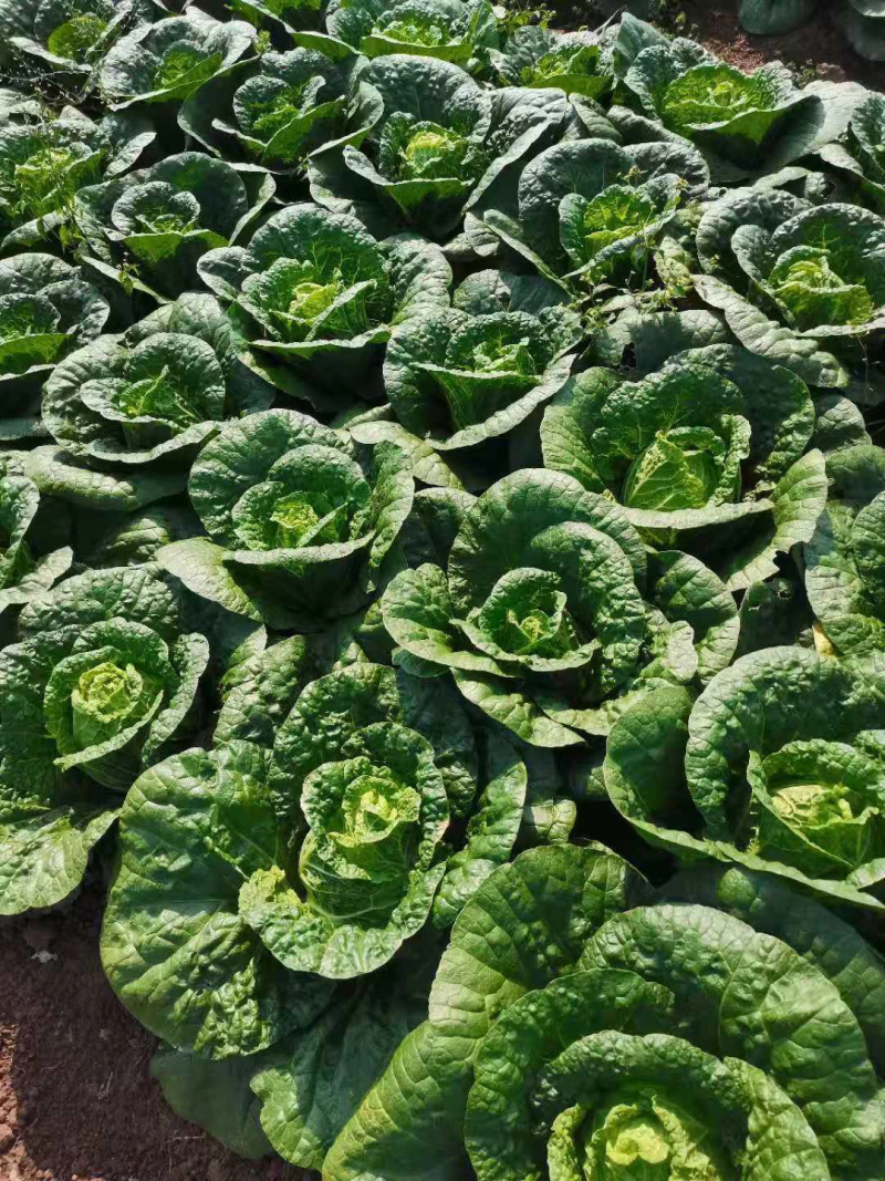 精品大白菜大量上市中，产地发货，品质保障，货源稳定
