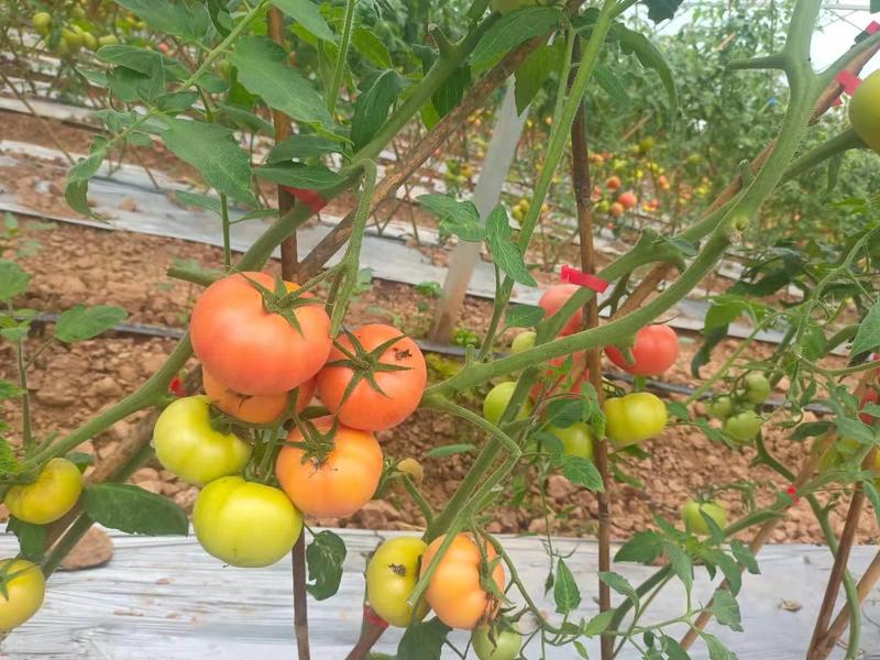 江西精品毛粉西红柿沙瓤多汁产地一手货源保质保量欢迎抢购