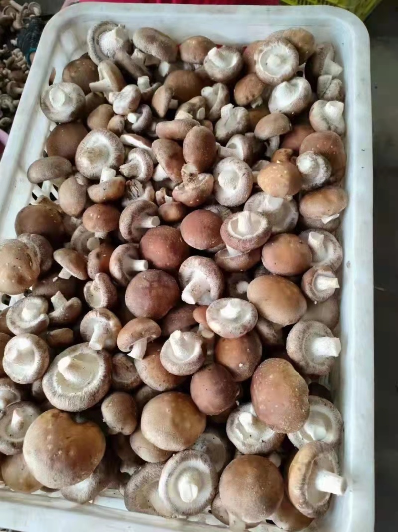 808香菇，0912香菇，各种规格香菇各种剪根香菇，超市