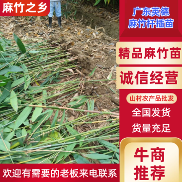 麻竹苗竹苗广东英德麻竹笋之乡麻竹笋苗麻竹种苗甜竹苗