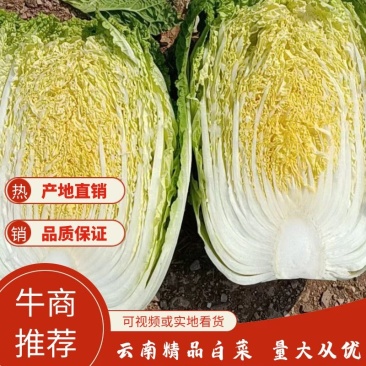 精品大白菜大量上市中，产地发货，品质保障，货源稳定