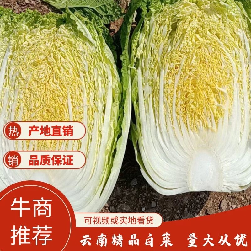 精品大白菜大量上市中，产地发货，品质保障，货源稳定
