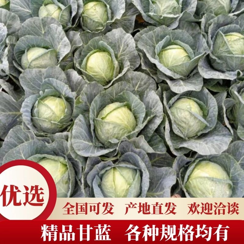 精品甘蓝色泽靓丽量大从优没有黑点清秀度好