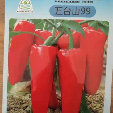 五台山99牛角椒种子辣椒种子红干椒辣椒酱剁椒种子微辣