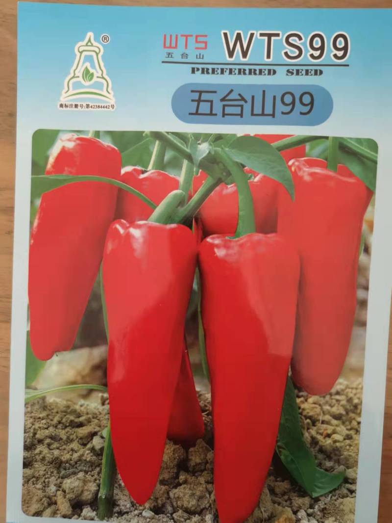 五台山99牛角椒种子辣椒种子红干椒辣椒酱剁椒种子微辣