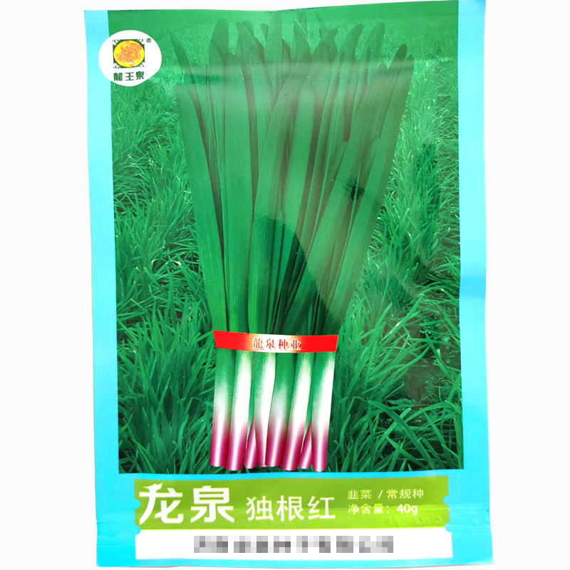 红根韭菜种子早春独根红韭菜种子宽叶韭菜籽鲜香味浓耐热耐寒