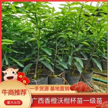 广西香橙沃柑杯苗一级苗基地直发量大从优可视频看货欢迎咨询