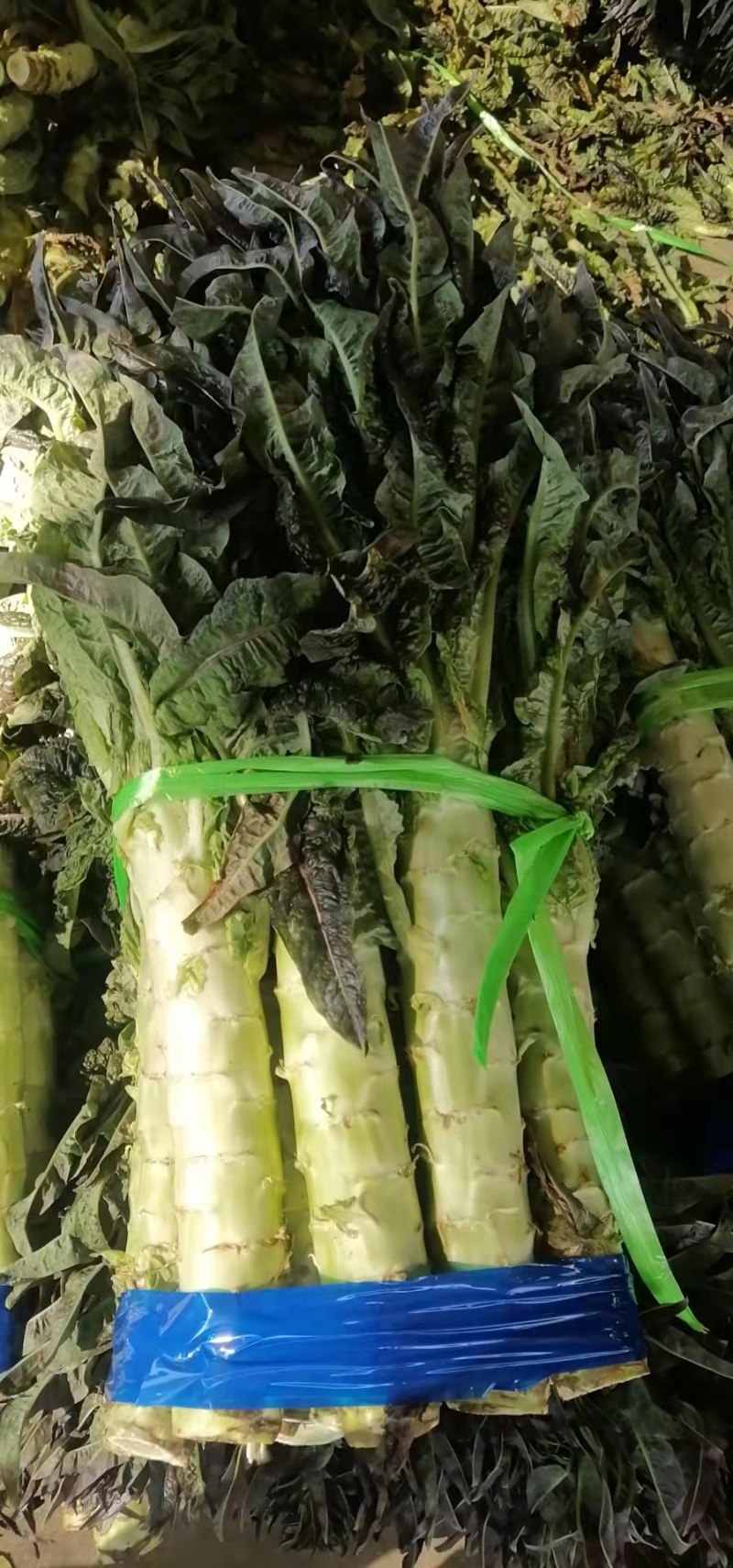 红叶莴笋大量上市