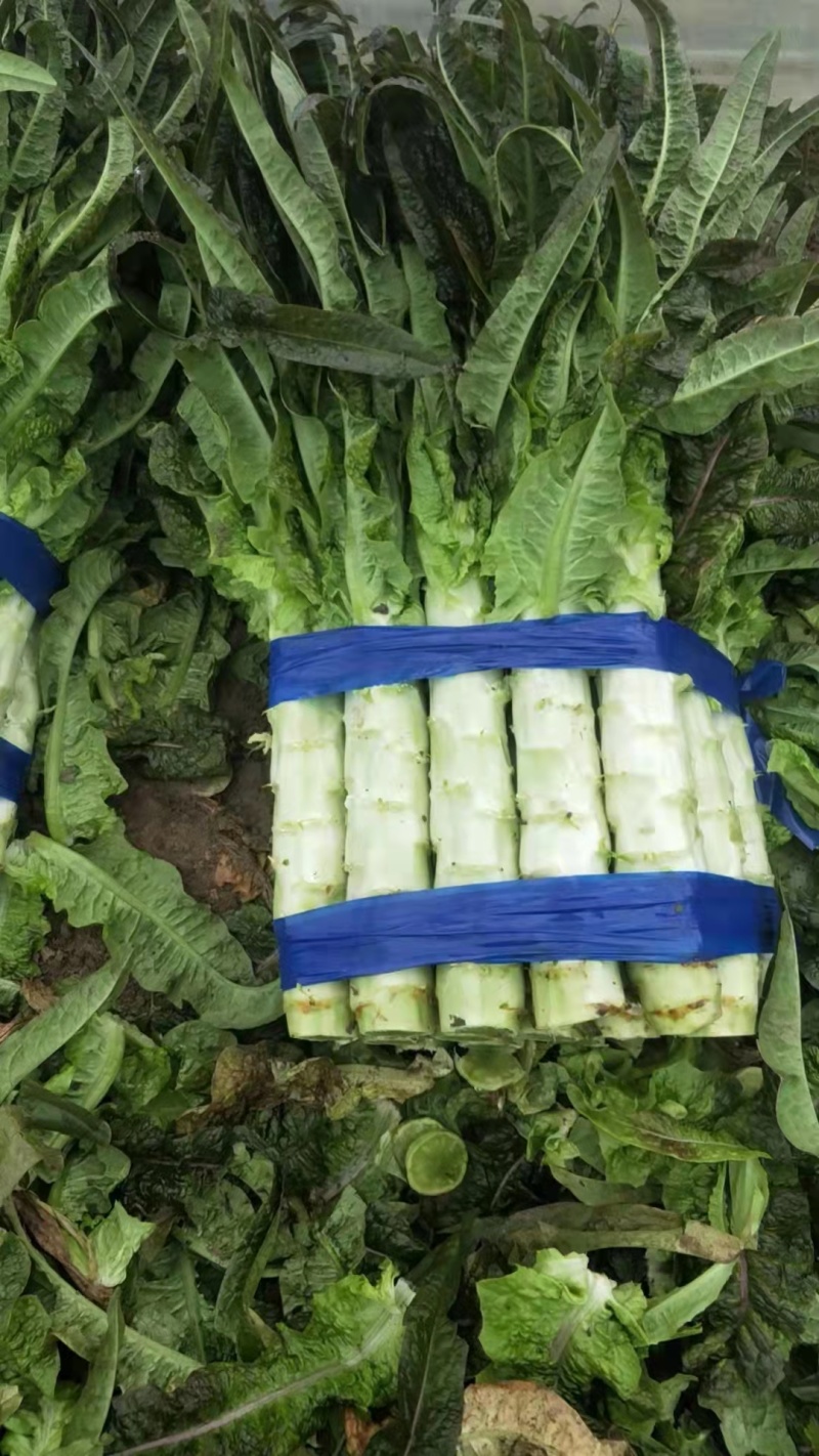 红叶莴笋大量上市