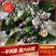 【玉桂种子】基地直供品质保证量大从优全国供应