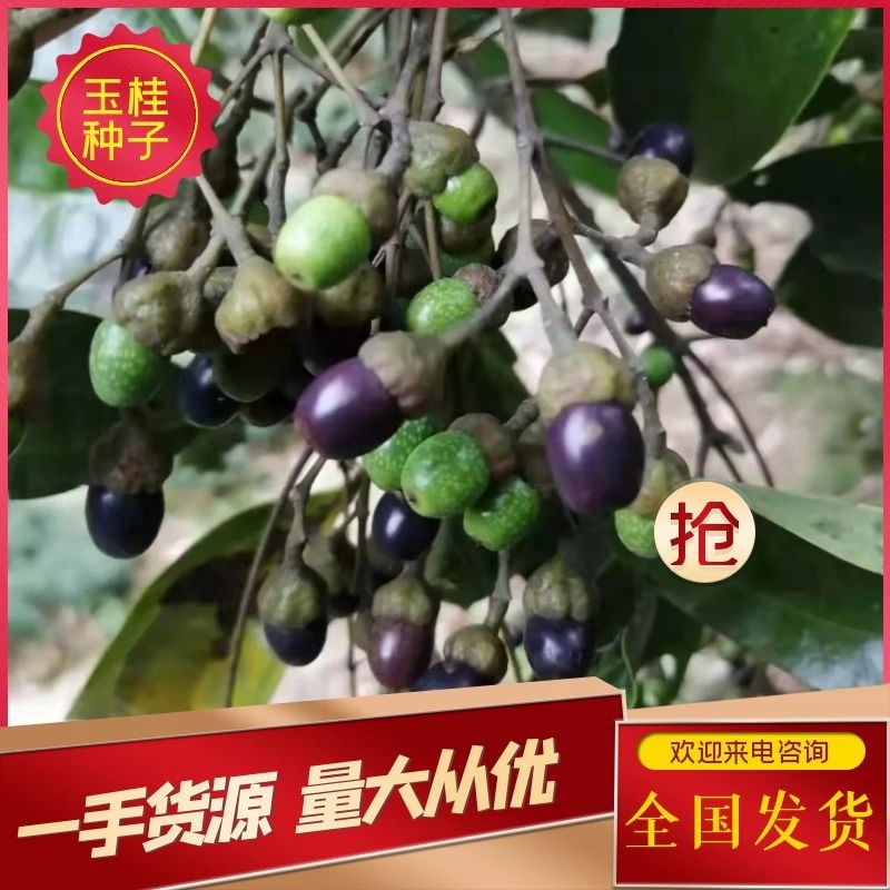 【玉桂种子】基地直供品质保证量大从优全国供应