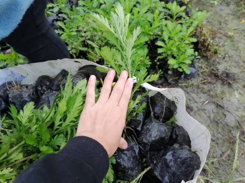 高20—30公分木春菊小杯，货漂亮，木春菊大杯基地