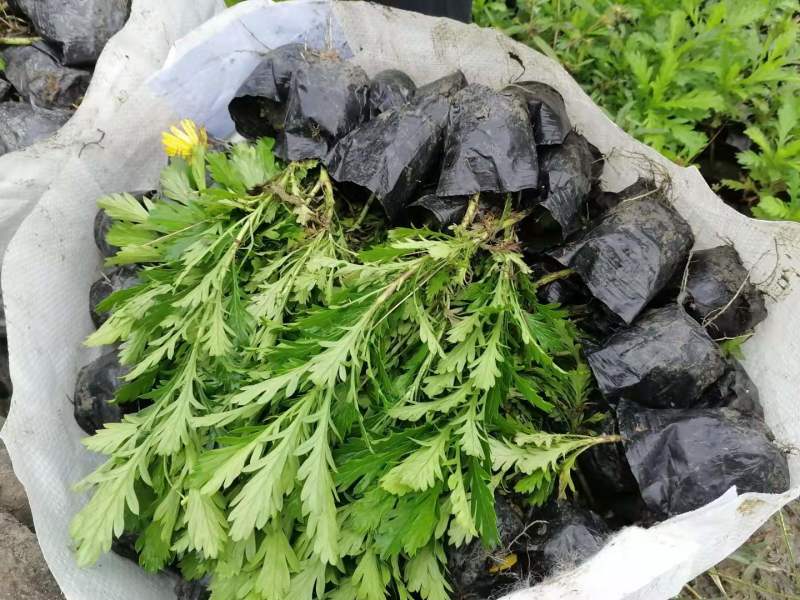 高20—30公分木春菊小杯，货漂亮，木春菊大杯基地