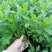 高20—30公分木春菊小杯，货漂亮，木春菊大杯基地