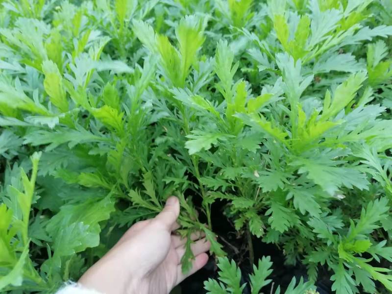 高20—30公分木春菊小杯，货漂亮，木春菊大杯基地