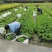 高20—30公分木春菊小杯，货漂亮，木春菊大杯基地