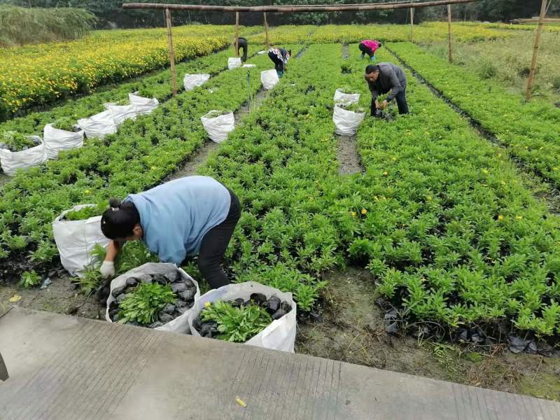 高20—30公分木春菊小杯，货漂亮，木春菊大杯基地