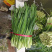久星1号韭菜种子一号韭菜种子高产抗病抗倒伏春秋季大田