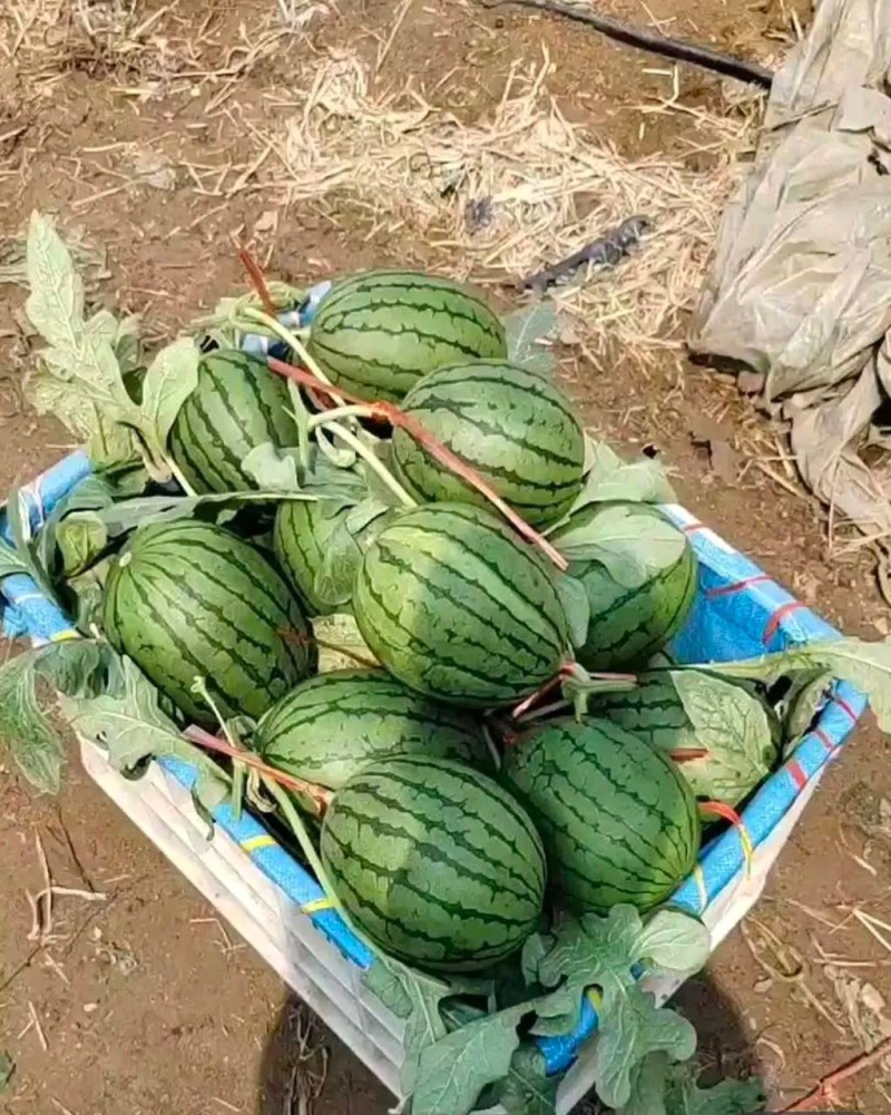 【推荐】小糖丸西瓜，山东2k西瓜，潍坊2K西瓜，诚信经营