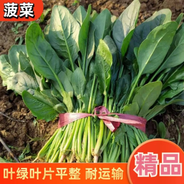 【新鲜直达】衡水大叶菠菜稳定供应产地直发电商/超市直供