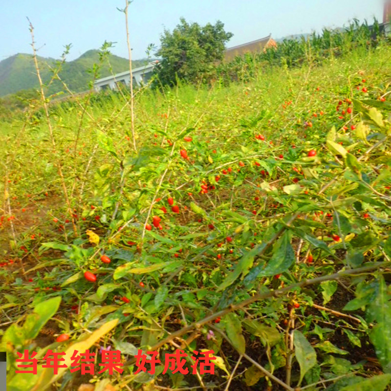 枸杞苗批发产地出售枸杞苗适合南北方种植好成活当年结果