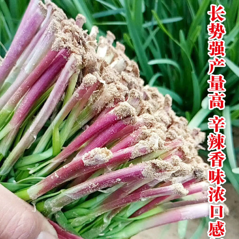 独根红韭菜种子多年生韭菜种籽紫根宽叶大叶耐热耐寒春夏秋冬