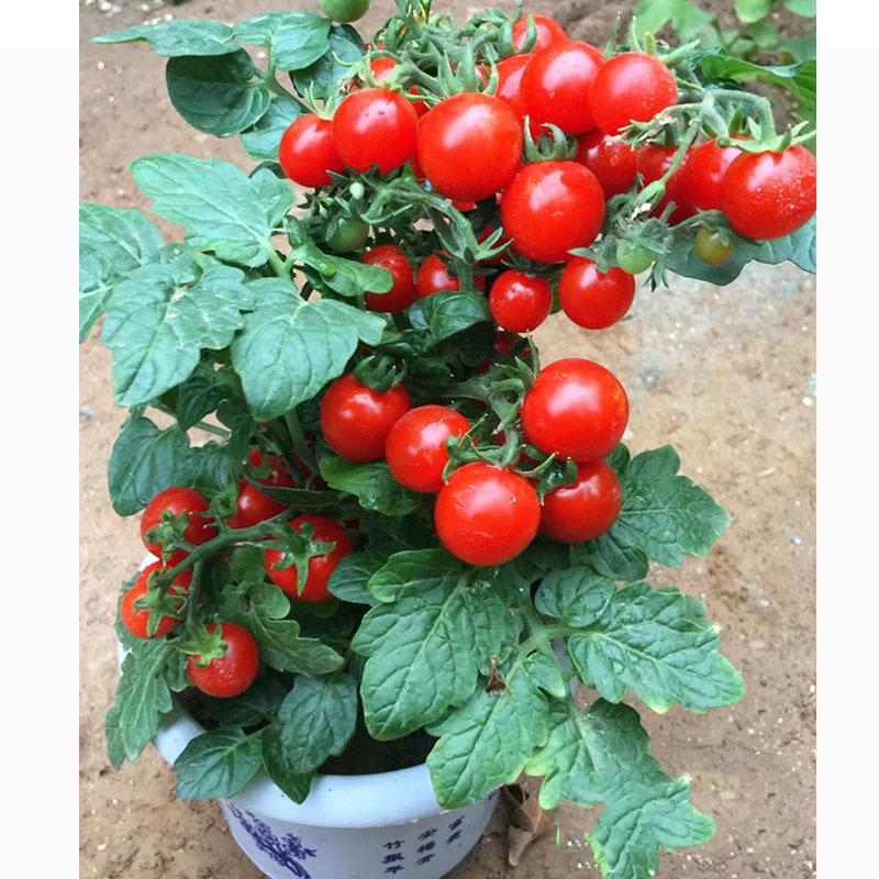 盆栽番茄小西红柿种子阳台室内圣女果蔬菜种孑水果矮化樱桃番
