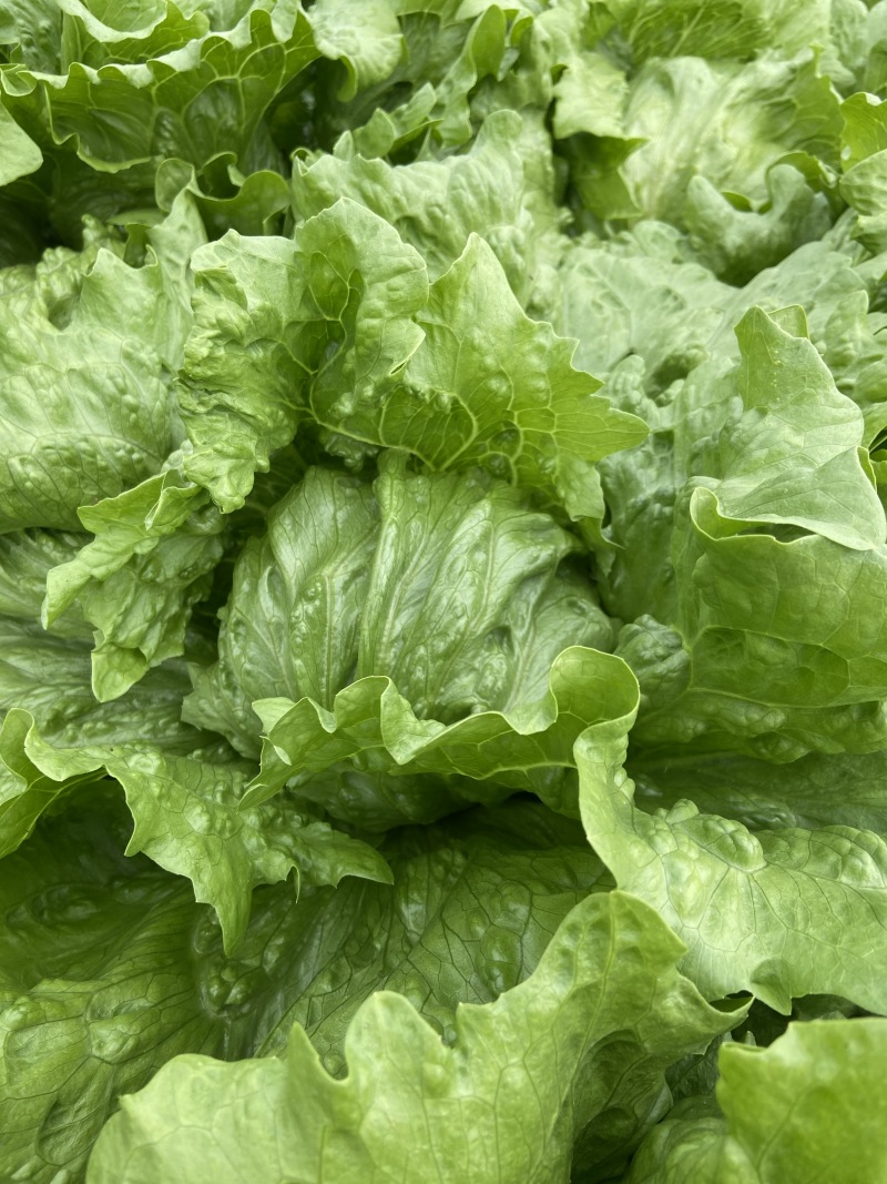娇美进口结球生菜种子抗病性强球型美观耐抽薹