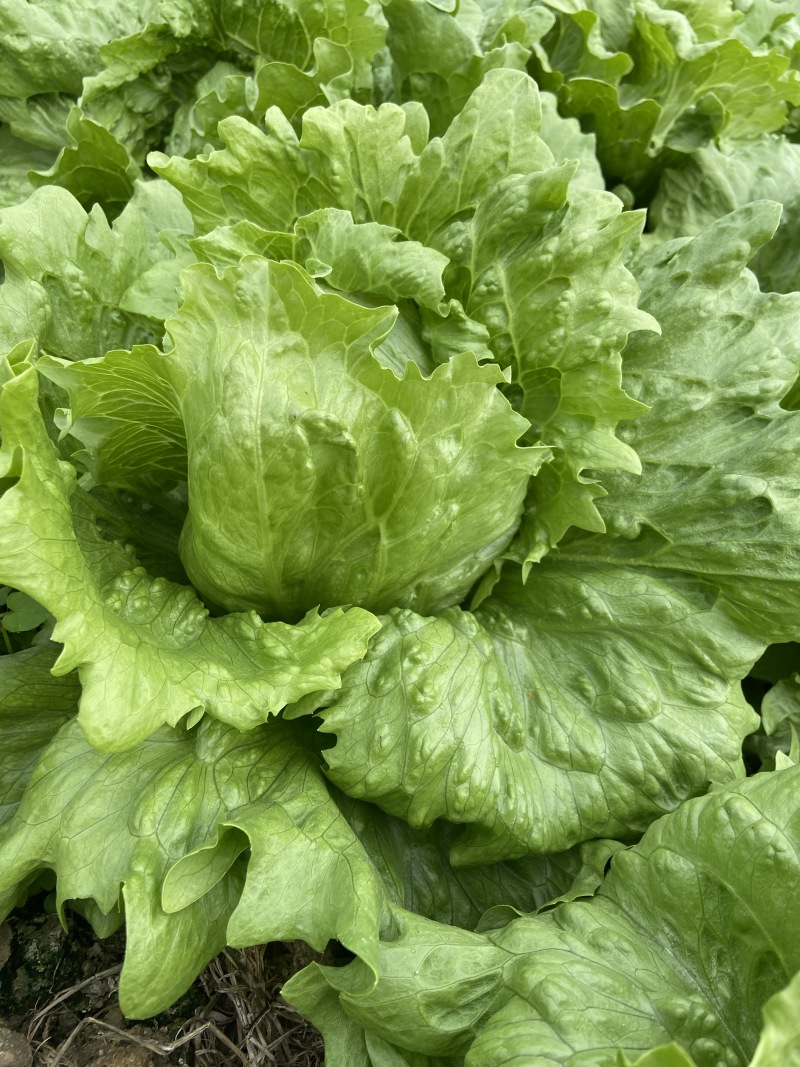 娇美进口结球生菜种子抗病性强球型美观耐抽薹