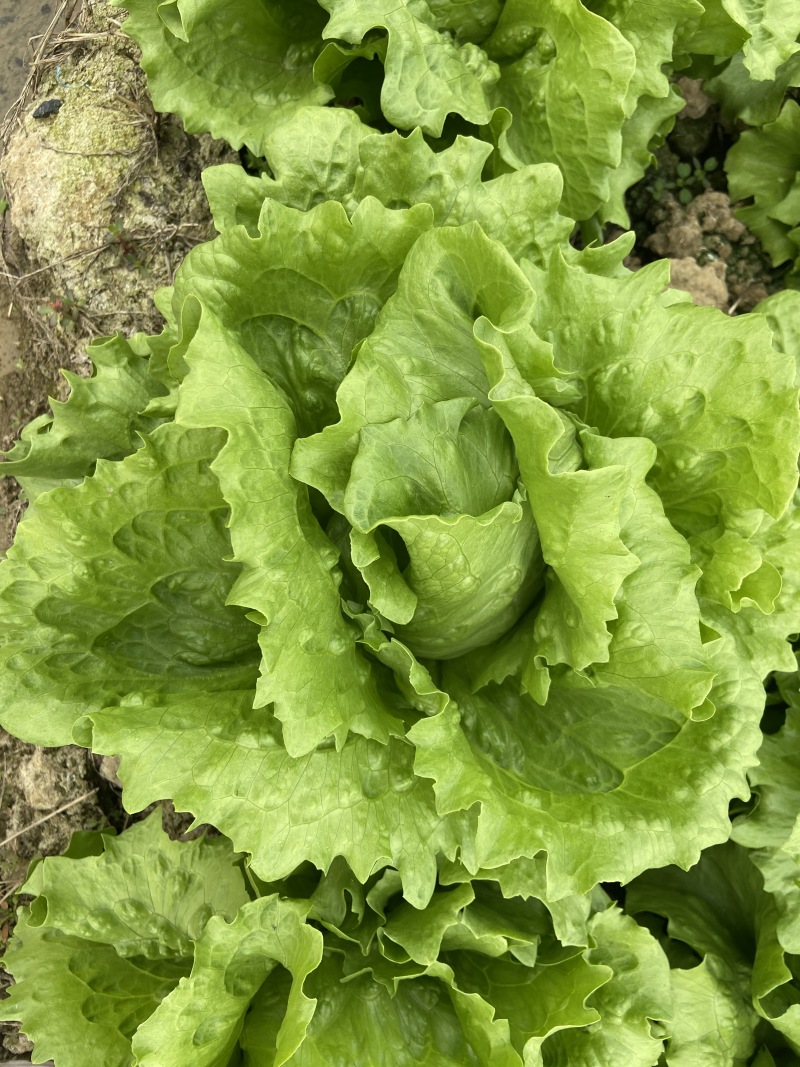 娇美进口结球生菜种子抗病性强球型美观耐抽薹