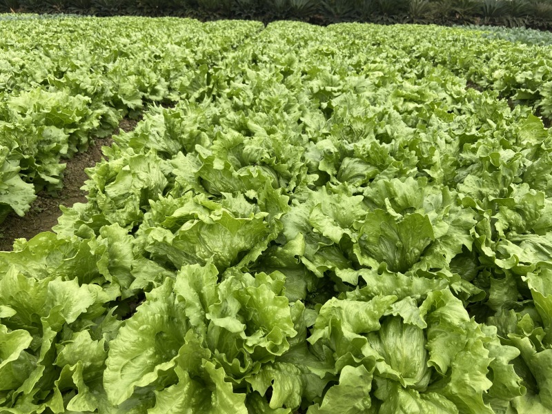 娇美进口结球生菜种子抗病性强球型美观耐抽薹