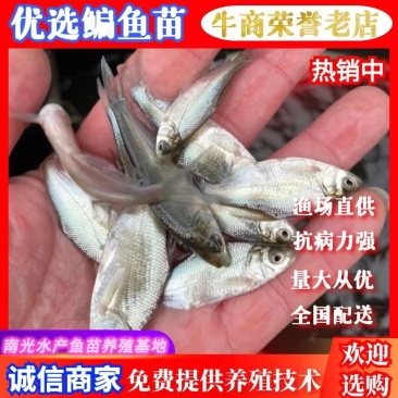优选广东鳊鱼苗武昌鱼苗鳊鱼苗三角鲂鱼苗大量上市欢迎来电