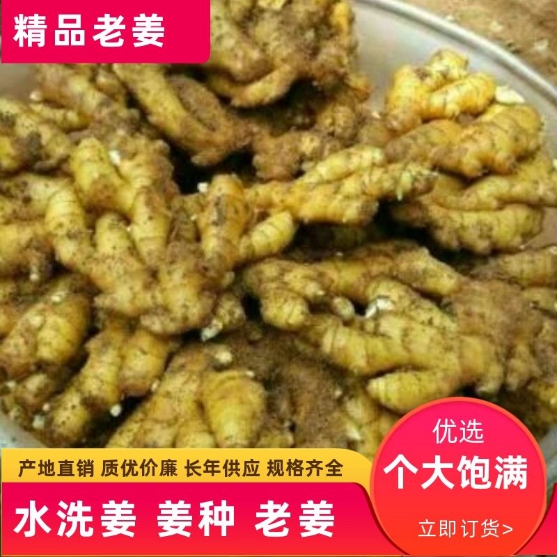 小黄姜3两以上带土。水洗。各种规格的生姜